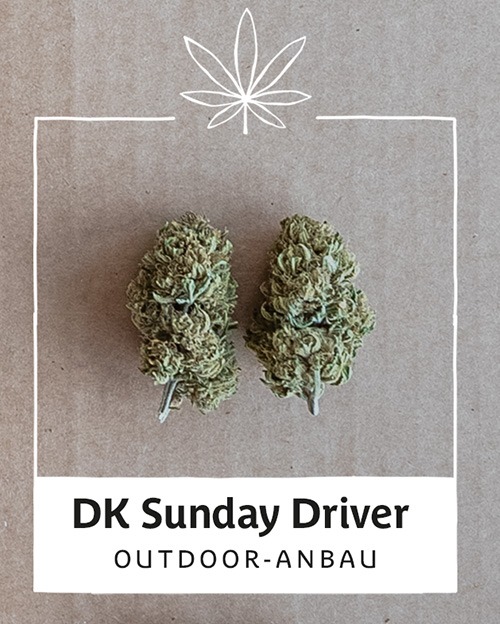 dk-sunday-driver