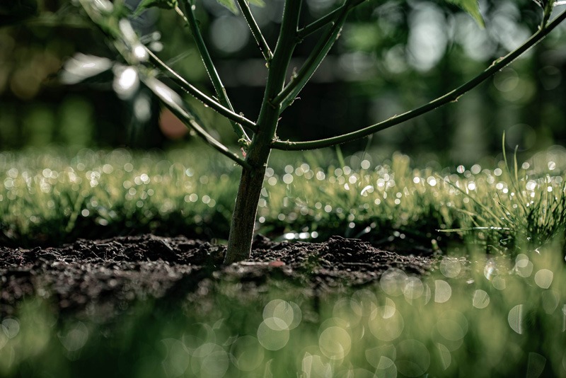 Stamm einer Hanfpflanze im sonnigen Garten, umgeben von natürlicher Erde und sorgfältigem Anbau für hochwertiges CBD-Öl und Aromablüten