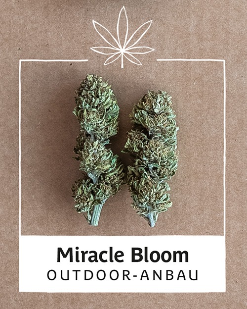 miracle-bloom